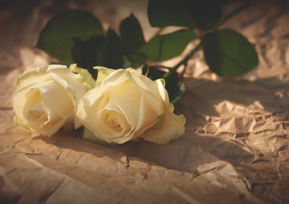 Rosas brancas de sol