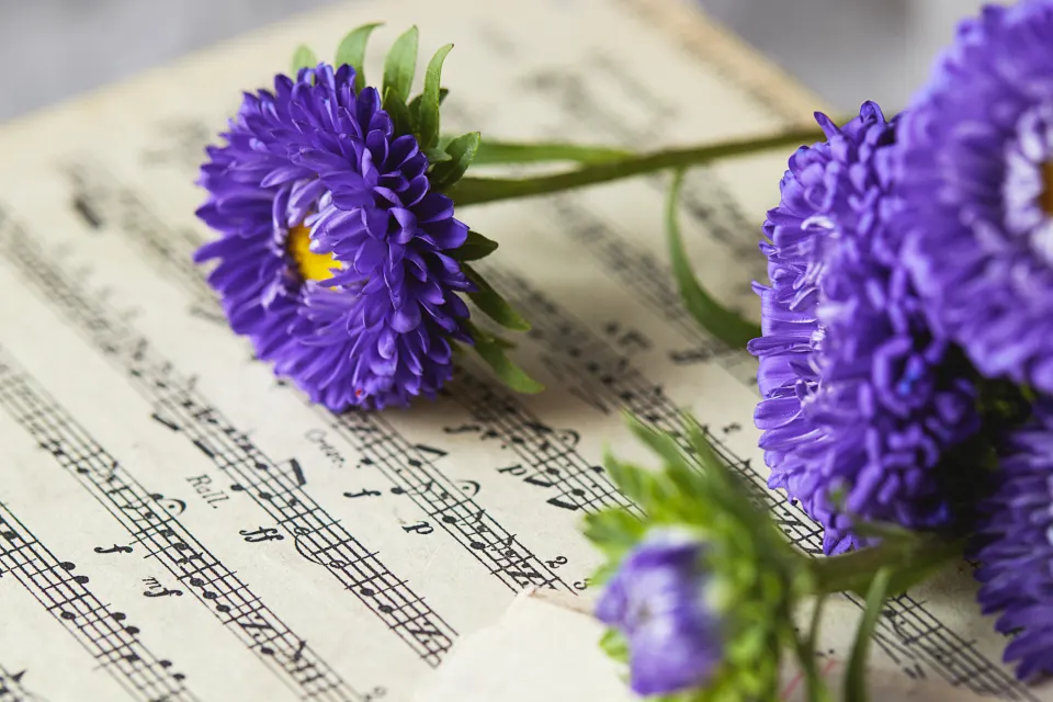 Partituras e flores